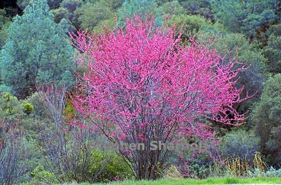 cercis occidentalis 7 graphic