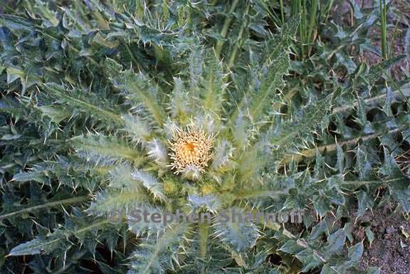 cirsium scariosum 3 graphic