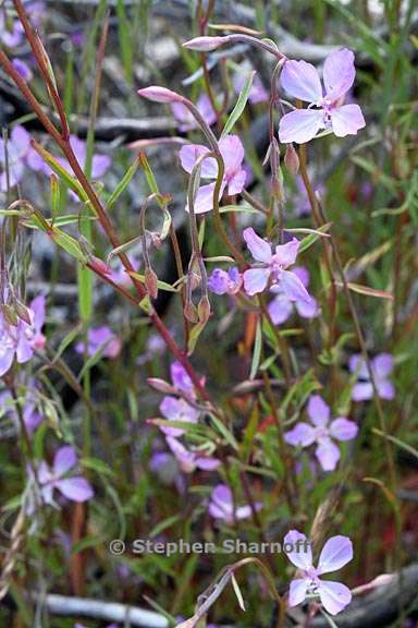 clarkia modesta 1 graphic