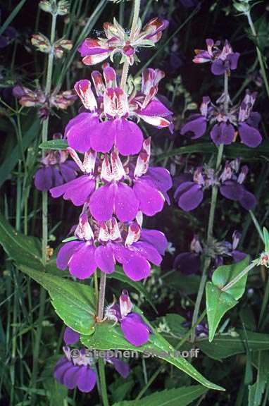 collinsia heterophylla 6 graphic