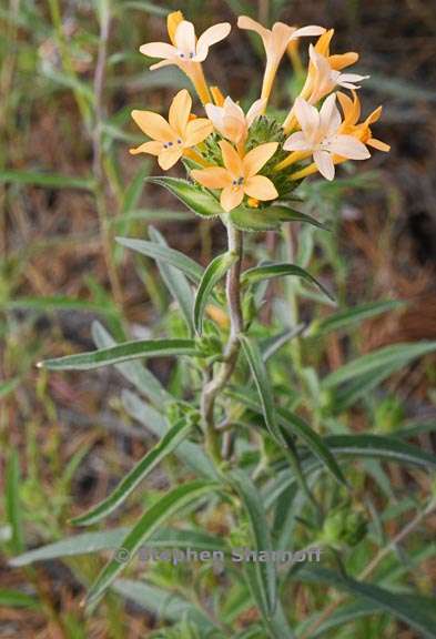 collomia grandiflora 7 graphic