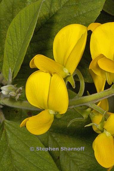 Sc Rattlepod Crotalaria sp.