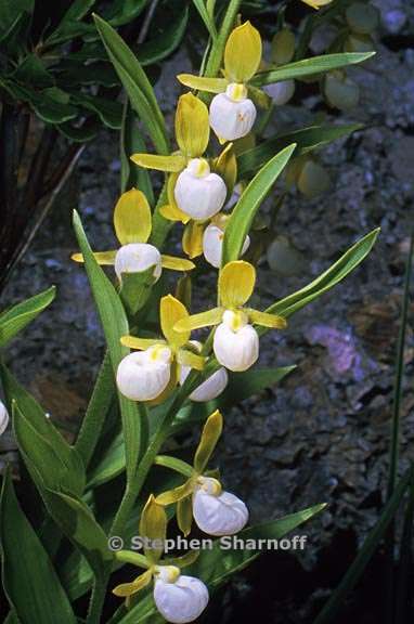 cypripedium californicum 3 graphic