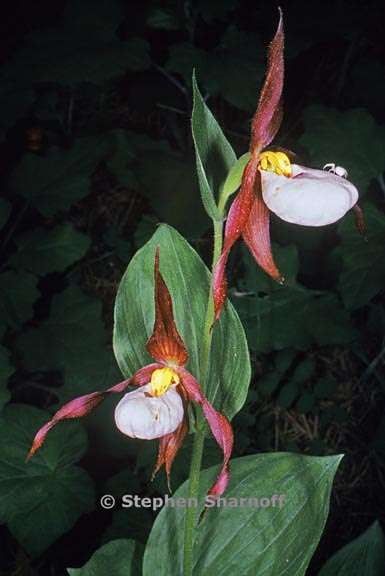 Cypripedium montanum 9 graphic