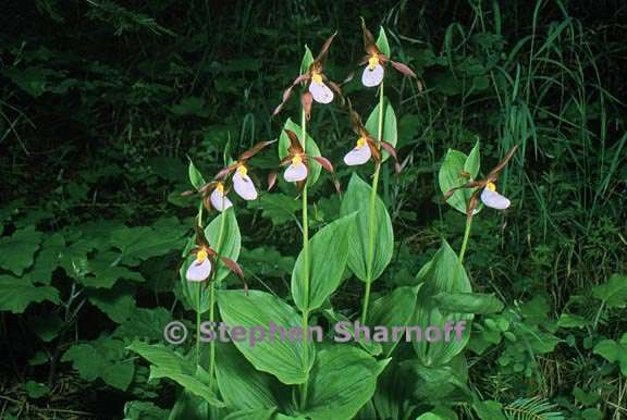 Cypripedium montanum 10 graphic