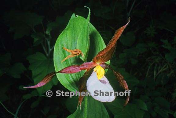 Cypripedium montanum 11 graphic