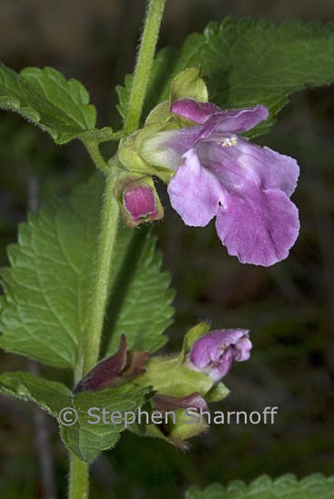 calamintha grandiflora 1 graphic