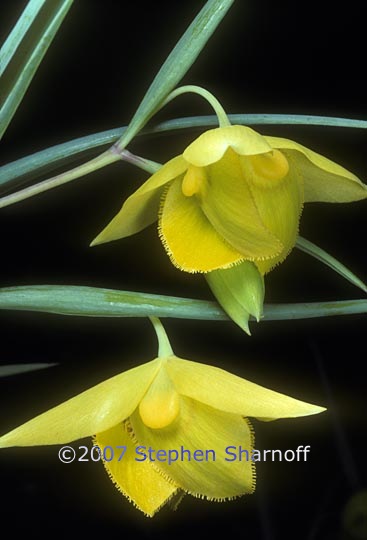 calochortus amabilis 1 graphic