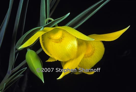 calochortus amabilis 2 graphic