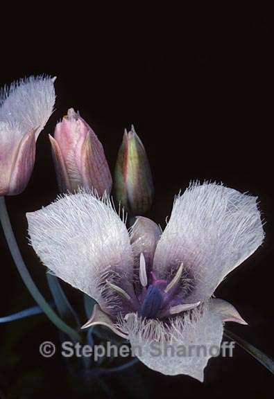 calochortus tolmiei 2 graphic