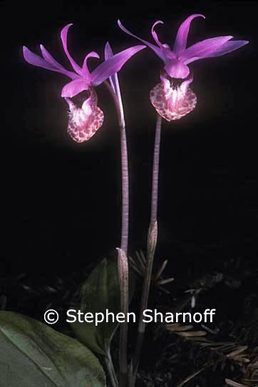 calypso bulbosa 5 graphic