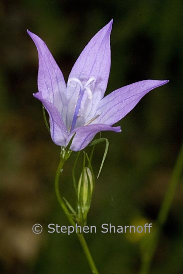 campanula sp 2 graphic