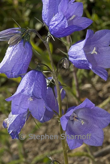 campanula cochleariifolia 1 graphic