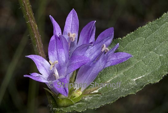 campanula glomerata 1 graphic