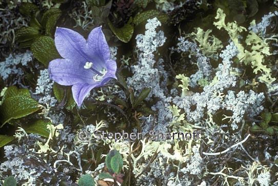 campanula lasiocarpa 1 graphic