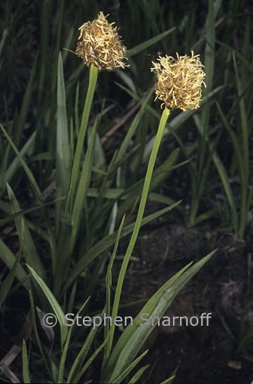 carex sp 2 graphic