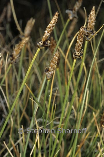 carex sp 4 graphic