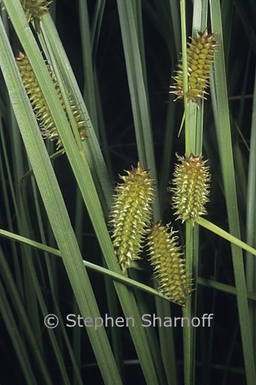 carex utriculata 1 graphic