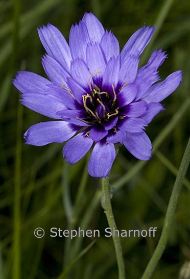 catananche caerulea 1 graphic