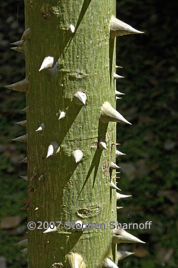 ceiba pentandra 1 graphic