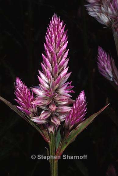 celosia argentea 1 graphhic