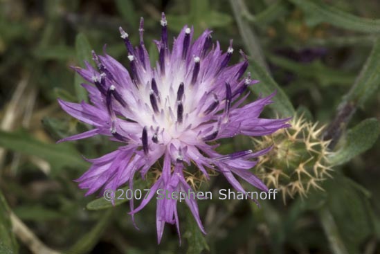 centaurea balbisiana poss 1 graphic