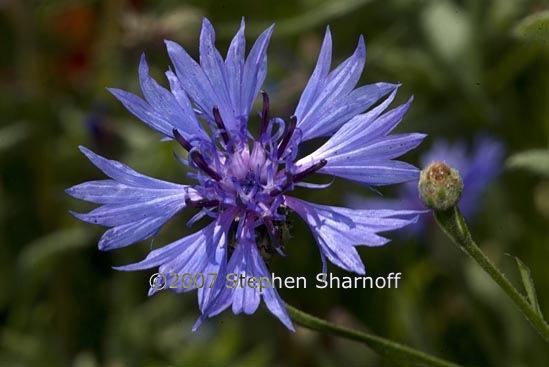 centaurea cyanus 4 graphic