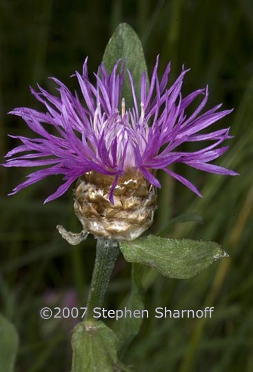 centaurea pullata 1 graphic