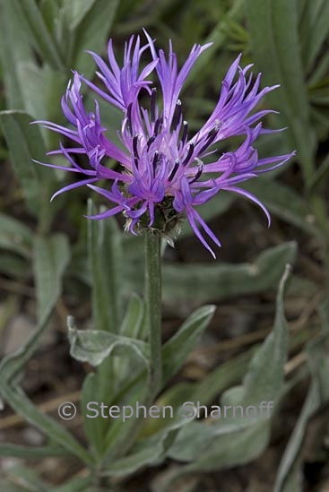 centaurea triumfettii 1 graphic