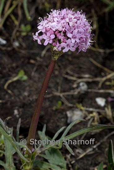 centranthus angustifolius poss 1 graphic