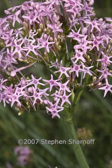 centranthus angustifolius 1 graphic