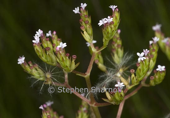 centranthus calcitrapae 1 graphic