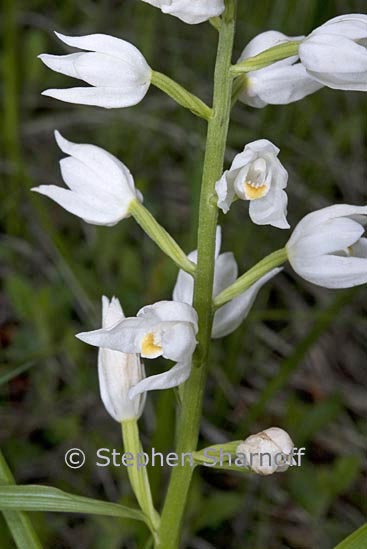 cephalanthera longifolia 1 graphic