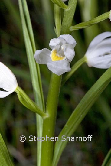 cephalanthera longifolia 2 graphic