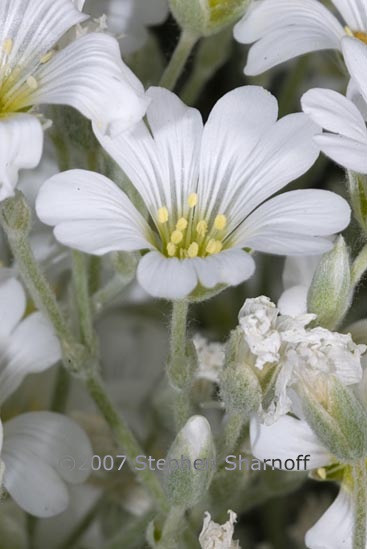 cerastium tomentosum 1 graphic