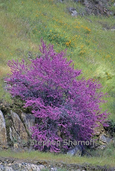 cercis occidentalis 1 graphhic