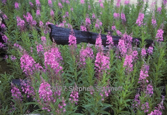 chamerion angustifolium graphic