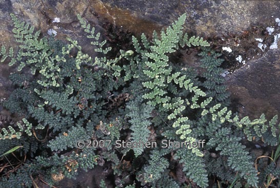 cheilanthes intertexta 1 graphic