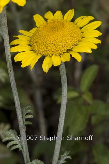 chrysanthemum coronarium 1 graphic