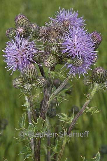 cirsium palustre 1 graphic