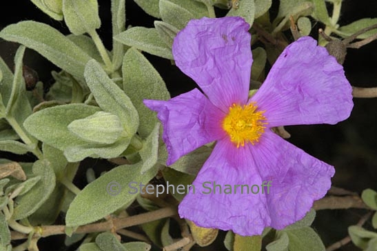 cistus albidus poss graphic