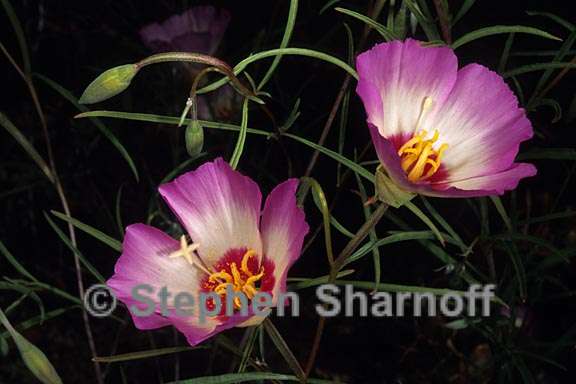 clarkia gracilis albicaulis 2 graphic