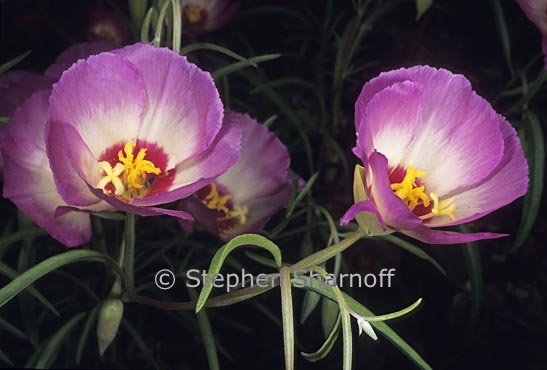 clarkia gracilis albicaulis 1 graphic