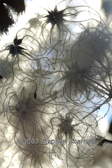 clematis sp seeds 2 graphic