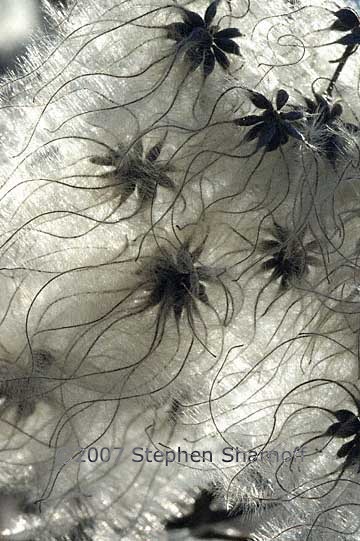 clematis sp seeds 3 graphic