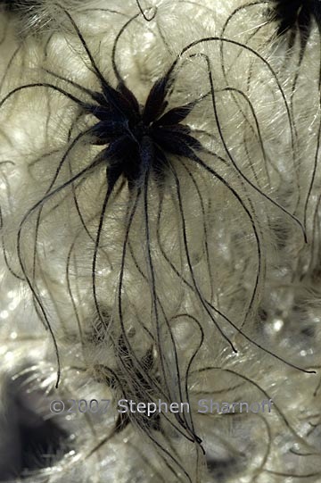 clematis sp seeds 1 graphic