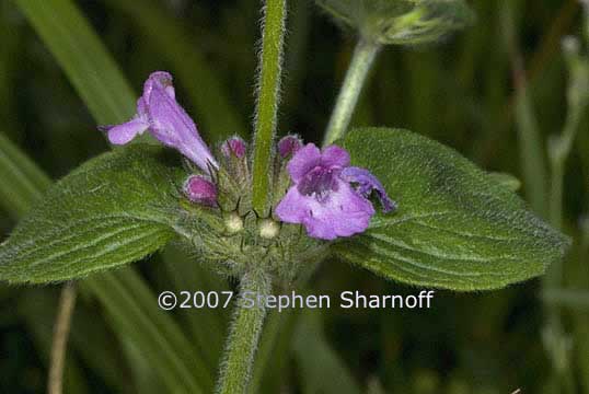 clinopodium vulgare 1 graphic