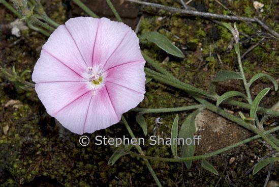 convolvulus sp 1 graphic