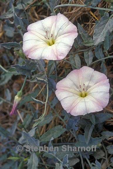 convolvulus cantabrica 1 graphic