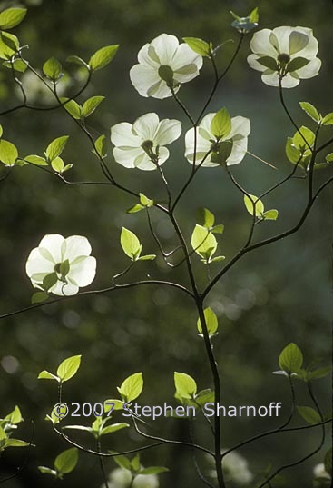 cornus nuttallii 1 graphic